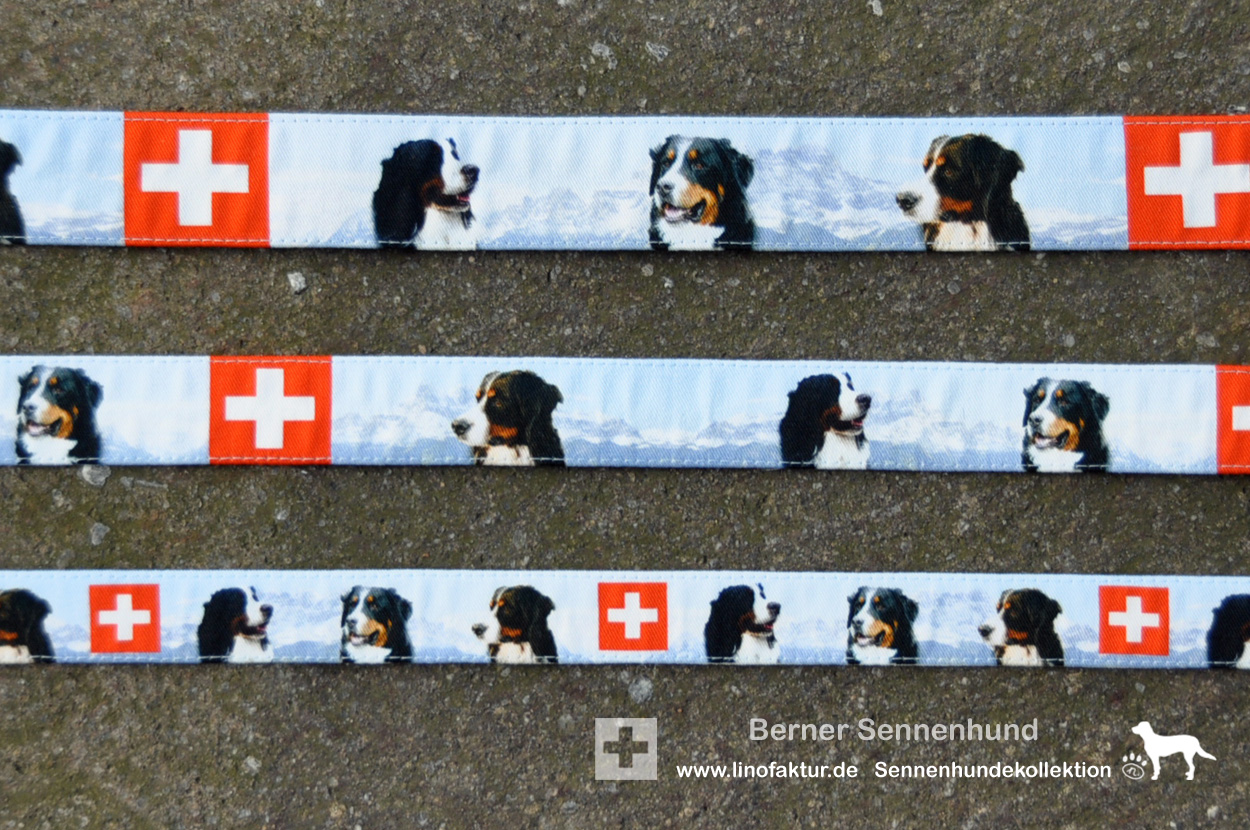 Drei Breiten für Berner Sennenhunde